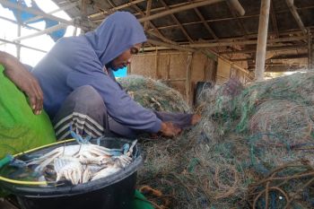 Harga rajungan di Lampung Timur capai Rp100 ribu per kg