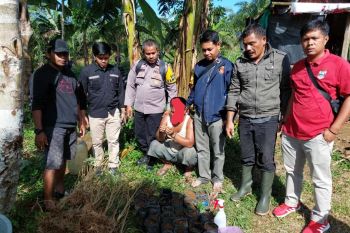 Polres Pasaman Barat amankan 44 batang tanaman ganja dalam  polybag