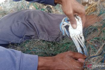 Tangkapan nelayan pencari kepiting rajungan di Lampung Timur lagi banyak