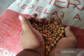 Harga kedelai impor di Kudus diperkirakan terus naik