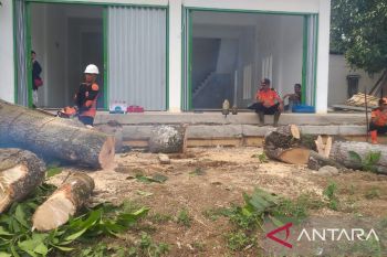 BPBD Agam potong-pohon tua berpotensi tumbang