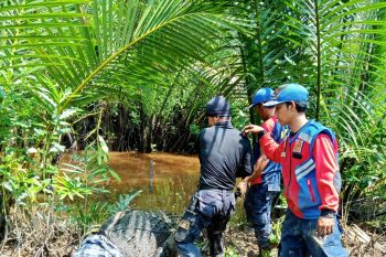 Warga Inhil diterkam buaya saat cuci kepiting di sungai