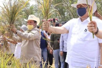 Harga gabah di Lampung naik di atas 12 persen