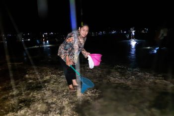 Warga berburu cacing laut  di Pantai Seger Mandalika