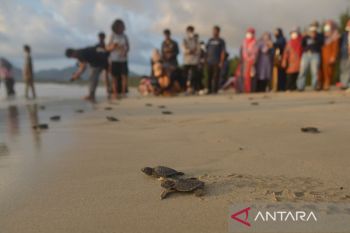 Pelepasan tukik lekang di Pantai Wisata Lhoknga Aceh Besar