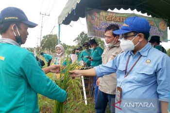 Tingkatkan kemampuan petani food estate tentang produksi dan sertifikasi benih padi