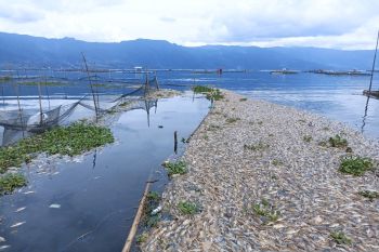 Ikan Danau Maninjau kembali mati sebanyak 125 ton menjadi total 255 ton