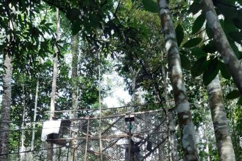 BKSDA Sumbar melepasliarkan Siamang di Solok Selatan