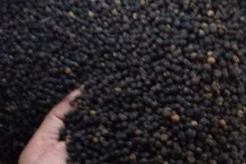 Harga lada hitam Lampung stabil Rp55 ribu per kilogram