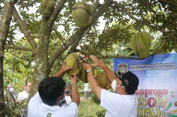 Pemkab Kulon Progo memperluas lahan tanaman buah di kawasan Bukit Menoreh
