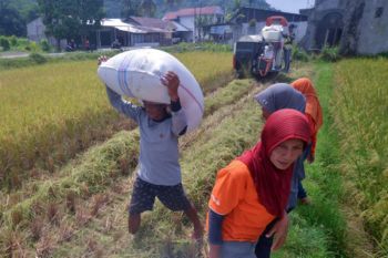 Jasa Mesin Panen Padi