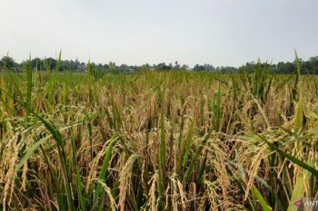 Kementan : Pemerintah genjot produksi pangan lokal pengganti komoditas impor
