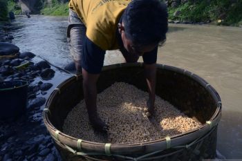 Seknas Jokowi menyarankan kedelai tidak dilepas ke perdagangan bebas