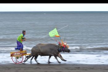 Tradisi Mekepung di Jembrana