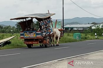 Paguyuban gerobak sapi Bantul menghadirkan wisata keliling perdesaan