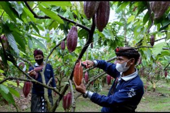 Agrowisata kebun kakao Jembrana