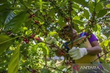 Panen Kopi Ekselsa Di Kalsel