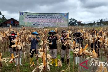 WBP lapas Atambua panen 40 ton jagung hibrida