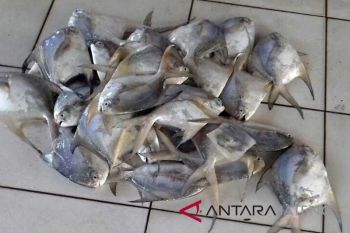 Lombok Barat pasok 6 ton ikan bawal ke perusahaan tambang