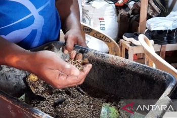 Warga Bengkulu budidaya maggot untuk atasi sampah