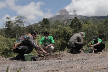 Wabup Sleman lakukan Gerakan Tanam Kopi di lereng Merapi