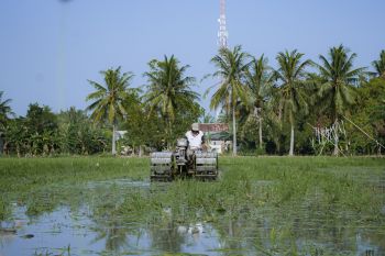 Petani Lampung rasakan manfaat pupuk subsidi dari pemerintah
