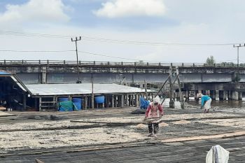 Harga jual udang rebon di Tanjabbar Provinsi Jambi  naik