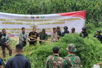 Polda Lampung-Polda Aceh temukan ladang ganja 6,28 ha di Aceh