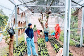 Bandarlampung dorong penggunaan lahan untuk "urban farming"