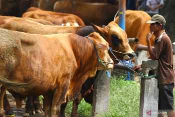 Kementan memperketat pengawasan harga sapi hidup