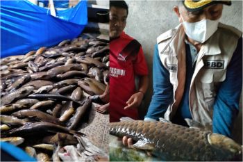 Terimbas lumpur, tiga ton ikan larangan Lubuk Landur Pasaman Barat mati