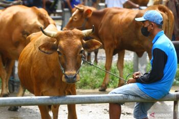 Peternak sapi mengeluhkan sepi pembeli