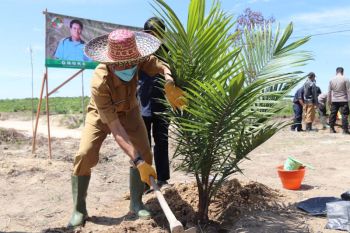 Bupati Barut tanam perdana kelapa sawit program PSR
