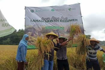 Dompet Dhuafa-Gapoktan Mulyo Abdi Waluyo Berkah Sentosa, bangkitkan industri pertanian di Kebumen