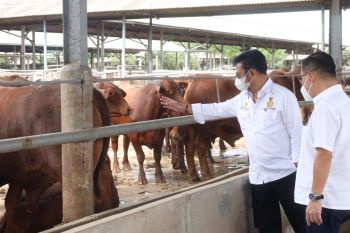 Menteri Pertanian pastikan stok sapi siap potong aman hingga Lebaran