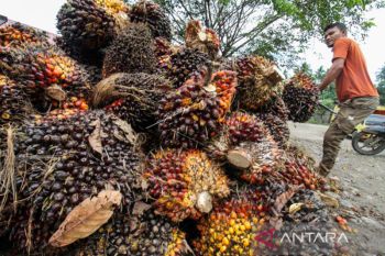 Harga sawit di Aceh Utara turun jadi Rp1.600 per kilogram