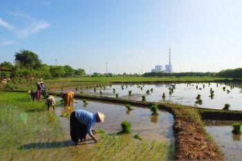 PLN gandeng PT Sang Hyang Seri olah sekam padi jadi bahan bakar PLTU