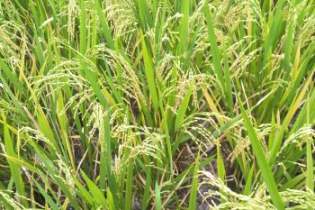 Stok pupuk musim tanam kedua di Lombok Tengah aman