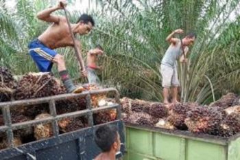 Harga minyak sawit di Jambi naik Rp411 per kilogram