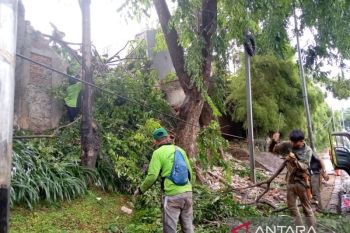 13 pohon tumbang dan sempal di Jakarta Pusat akibat cuaca ekstrem