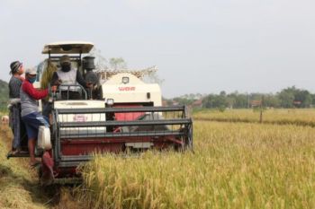 Meningkat, produksi padi di Jawa Tengah selama 2021