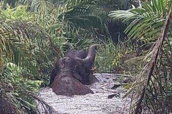 BBKSDA Riau berupaya bebaskan dua gajah terjebak di rawa