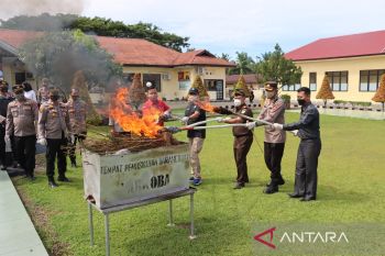 Polres Pasaman Barat musnahkan 85 batang daun ganja