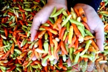 Harga cabai di Makassar melonjak