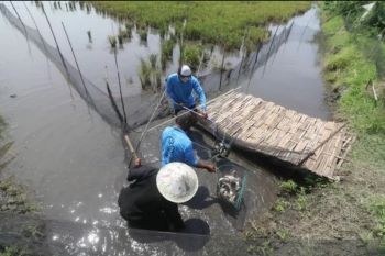 Ini budidaya yang digalakkan Pemkab Aceh Tengah