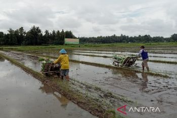 Bupati : Program IP Padi 400 Kementan akan kuatkan ketahanan pangan
