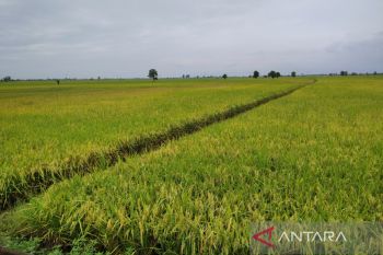 Begini cara Pemkab Pessel tingkatkan produktivitas lahan sawah