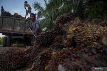 West Papua stresses indigenous approval for palm oil expansion