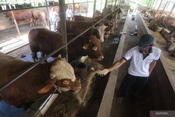Populasi Sapi di Kediri