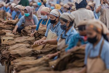 PTPN X kejar target produksi tahun 2022 melalui hilirisasi produk tembakau